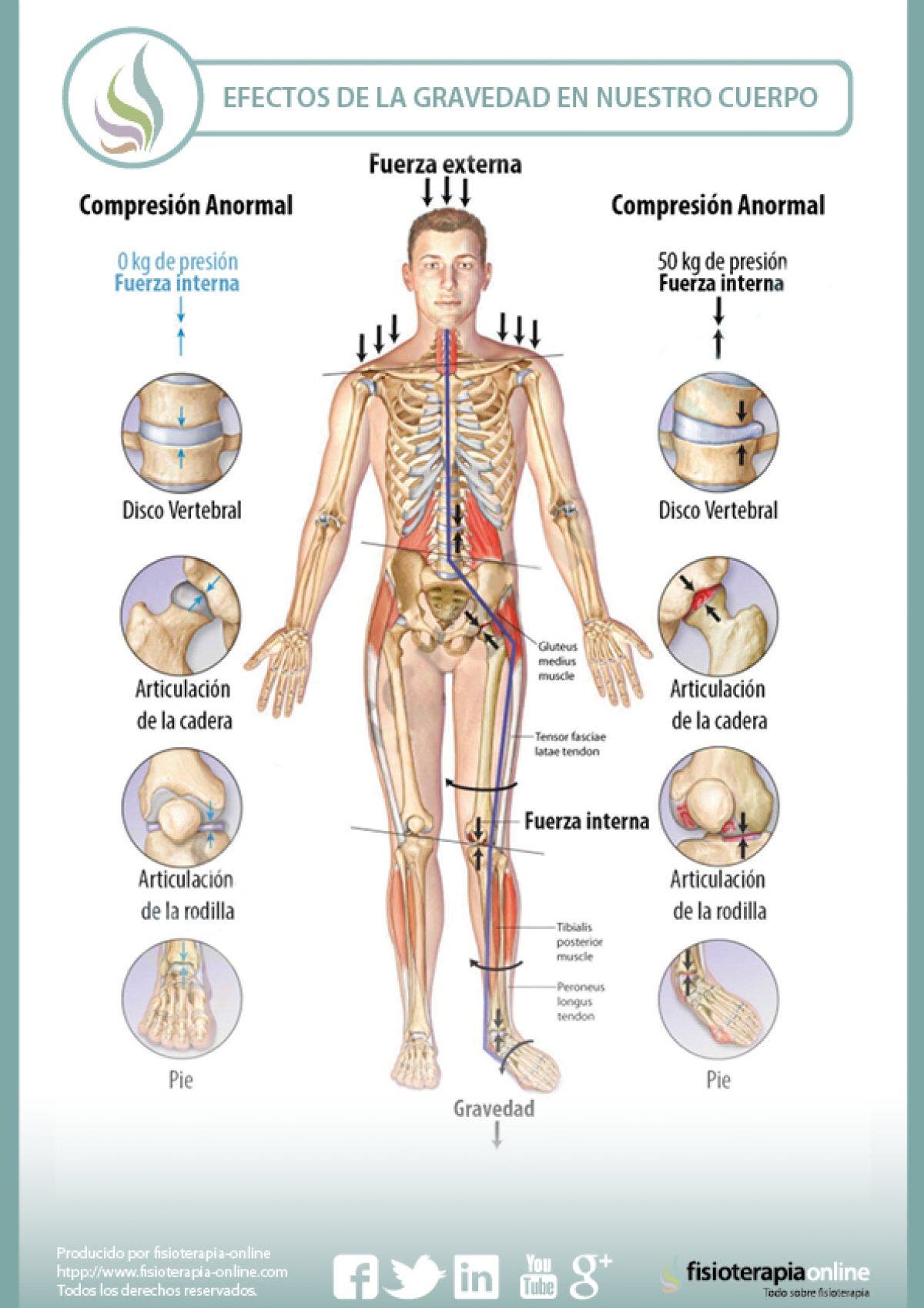 Que es una articulacion en el cuerpo humano